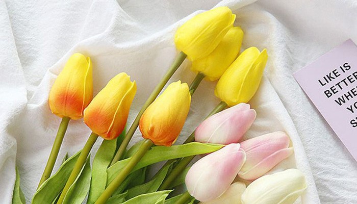 Nguồn gốc của hoa tulip từ Thổ Nhĩ Kỳ