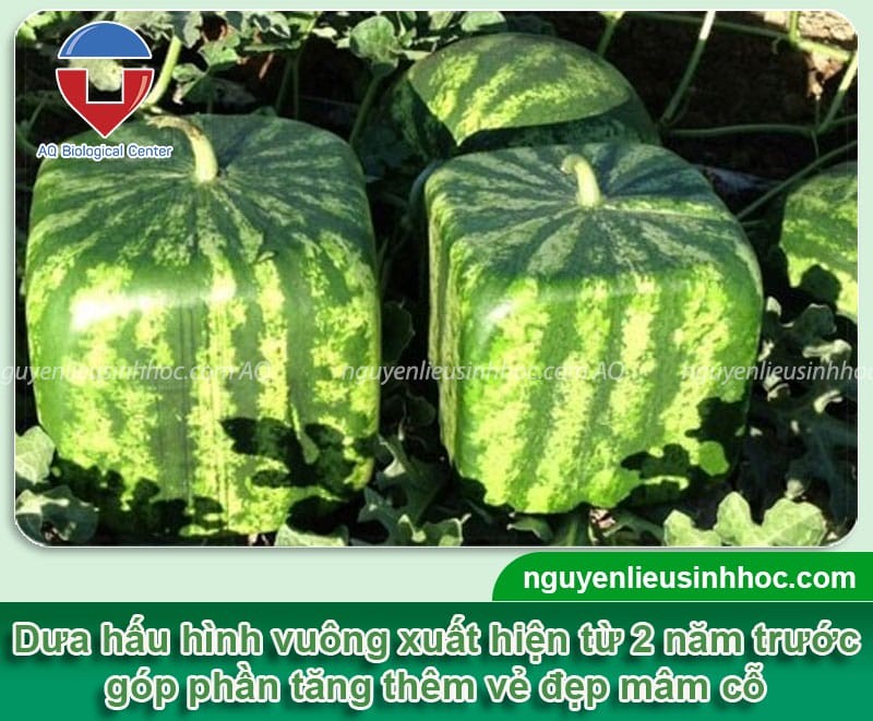 Quả dưa hấu vuông lớn dùng để trang trí ngày Tết, biểu tượng của sự an lành