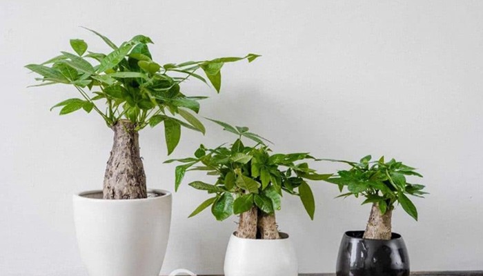 Đặc điểm hình dáng cây kim ngân