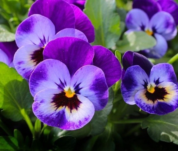 Vẻ đẹp đa sắc của hoa Pensée