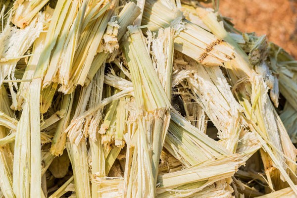 Nguyên liệu và dụng cụ cần chuẩn bị để tự trồng nấm kim châm tại nhà
