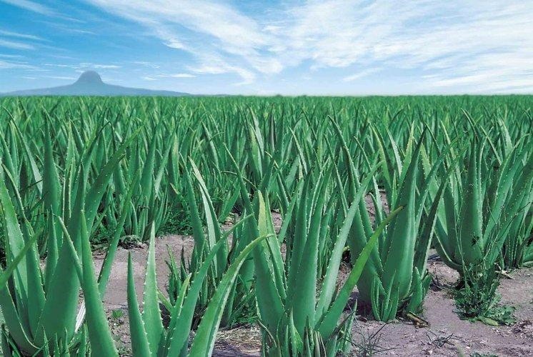 Cây nha đam trưởng thành với lá xanh mướt