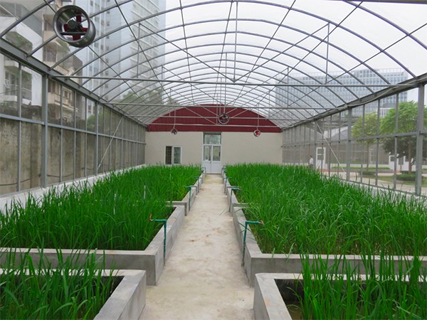 Bên trong nhà kính trồng rau mini với hệ thống tưới tự động và quạt thông gió