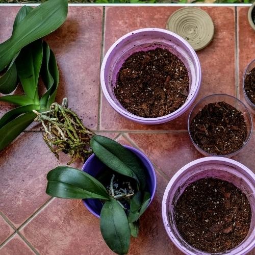 Kỹ thuật nhân giống phong lan bằng thân già hoặc thân tơ