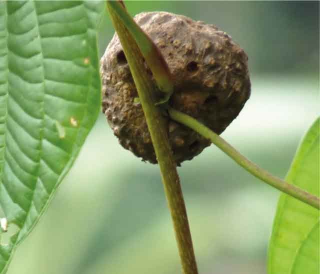Đầu củ và dái củ mài dùng làm giống trồng