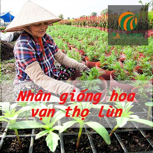 Nhân giống hoa cúc vạn thọ lùn