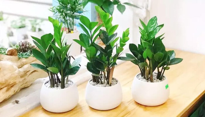 Chăm sóc cây tài lộc: Nhiệt độ và độ ẩm lý tưởng