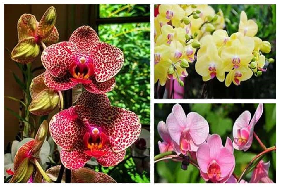 Ánh sáng lý tưởng cho lan hồ điệp trong môi trường trồng tại nhà