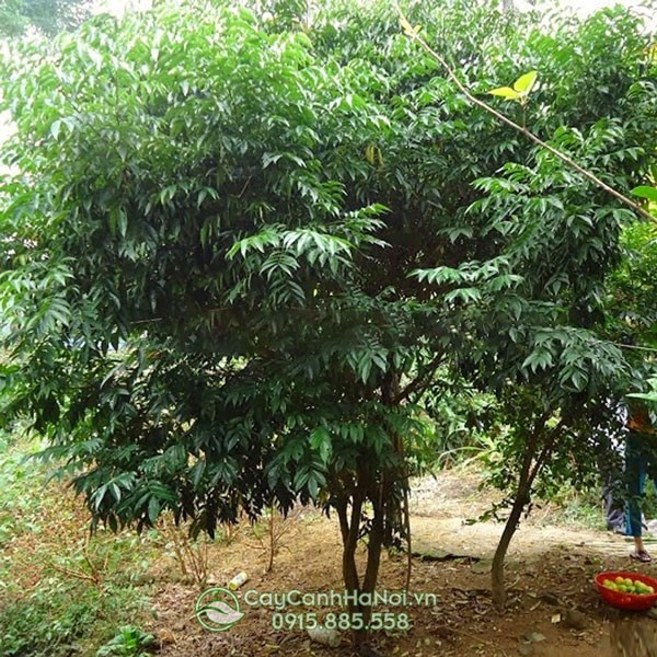 Nhu cầu nước tưới cho cây mắc mật