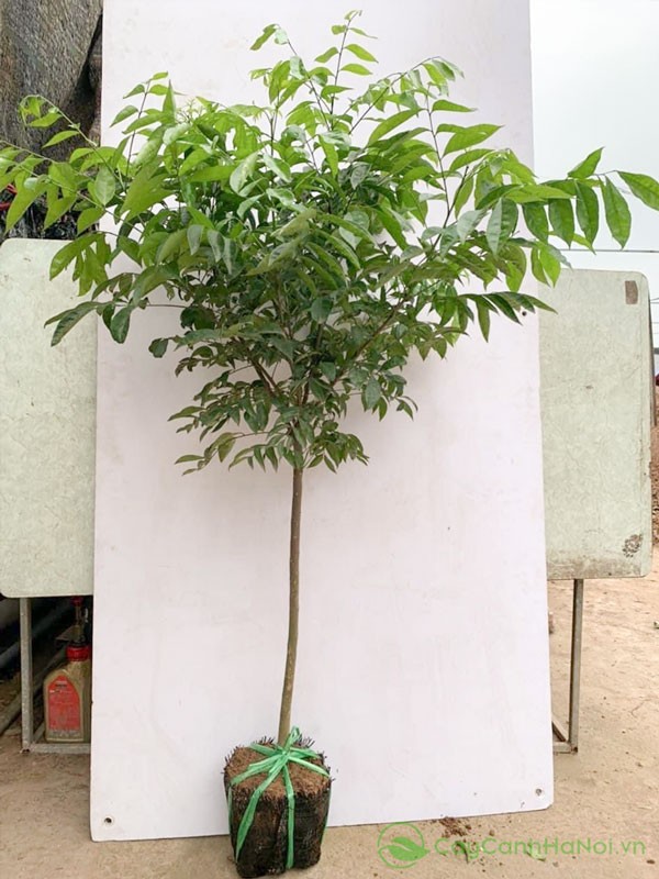 Nhu cầu phân bón của cây mắc mật