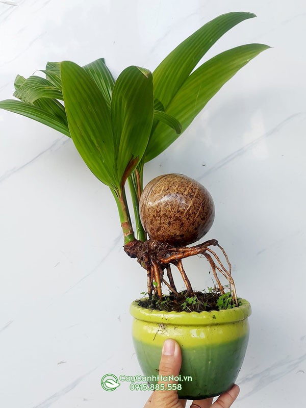 Những lưu ý cần chuẩn bị kỹ lưỡng trước khi bắt đầu trồng cây dừa bonsai