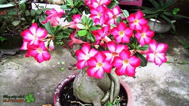 Cận cảnh những bông hoa sứ đỏ rực rỡ