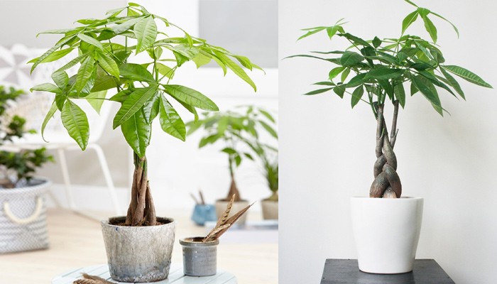Những điều cần tránh khi chăm sóc cây kim ngân