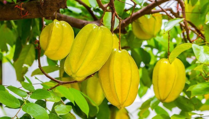 Trái khế tươi ngon và những lợi ích sức khỏe từ cây khế