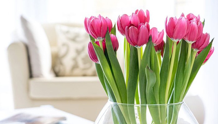 Những lưu ý khi trồng hoa tulip tại nhà