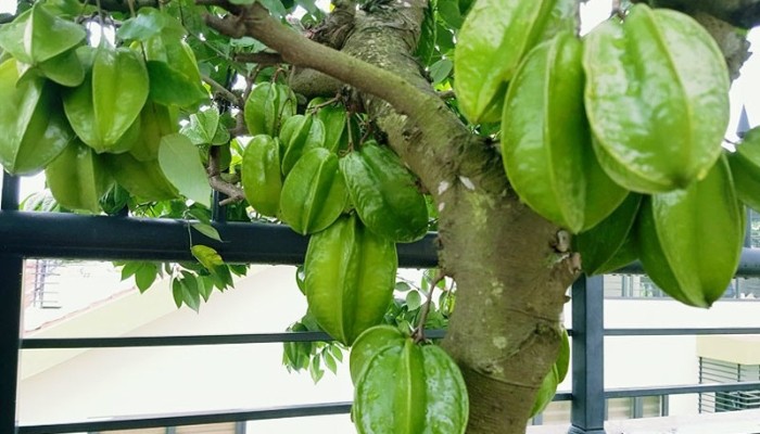 Tổng hợp những lưu ý quan trọng để trồng cây khế trong chậu thành công
