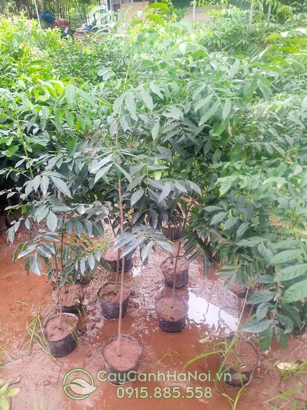 Địa điểm bán cây mắc mật