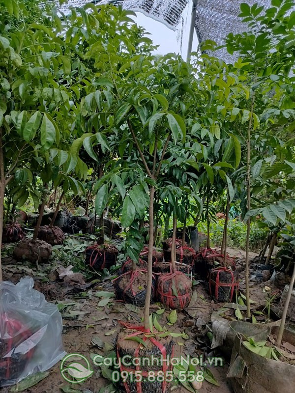 Địa điểm bán giống cây mắc mật