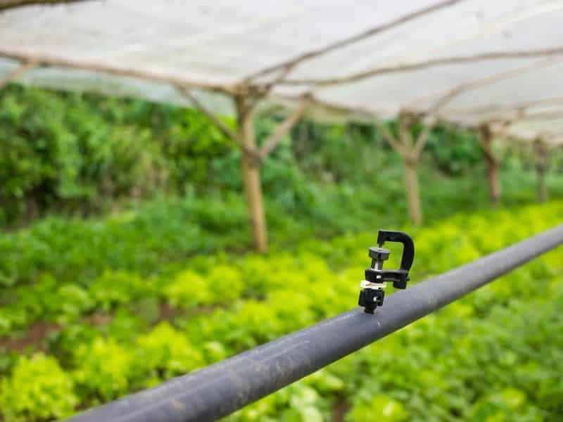 Hệ thống tưới nhỏ giọt tự động trong nhà kính