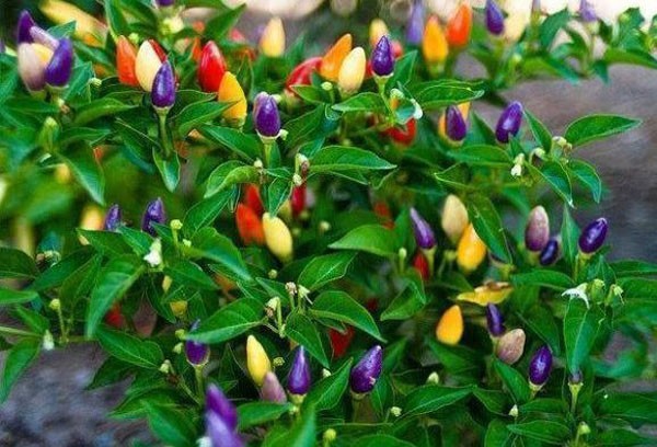 Cây ớt cảnh nhiều màu sai quả