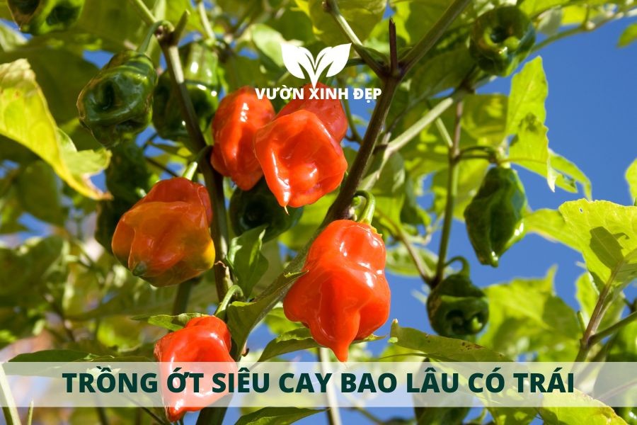 ot sieu cay habanero trong bao lau co trai