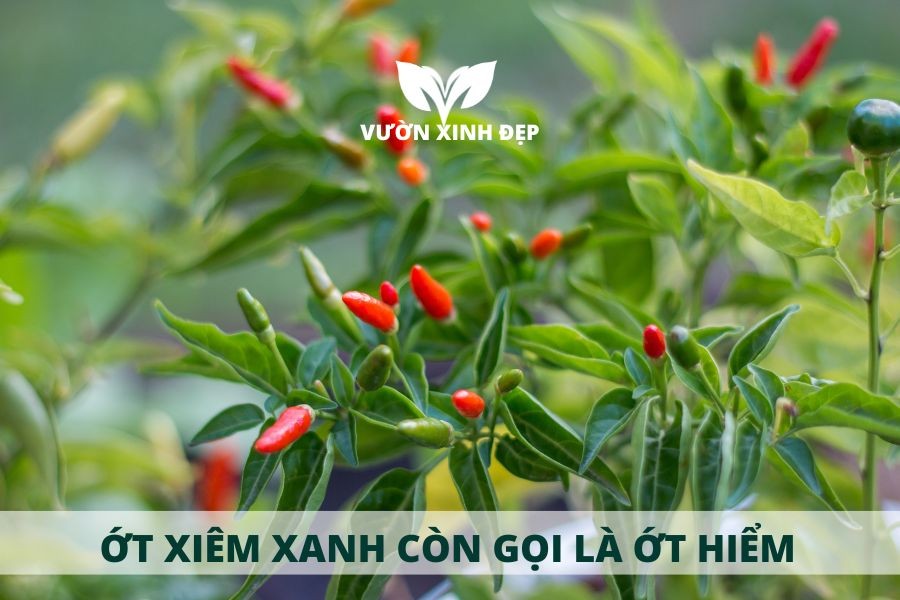 Ớt xiêm xanh (ớt hiểm) trưởng thành với quả chín đỏ mọng và quả xanh