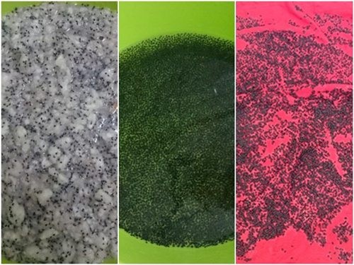 Lấy hạt thanh long từ quả chín bằng rây lọc