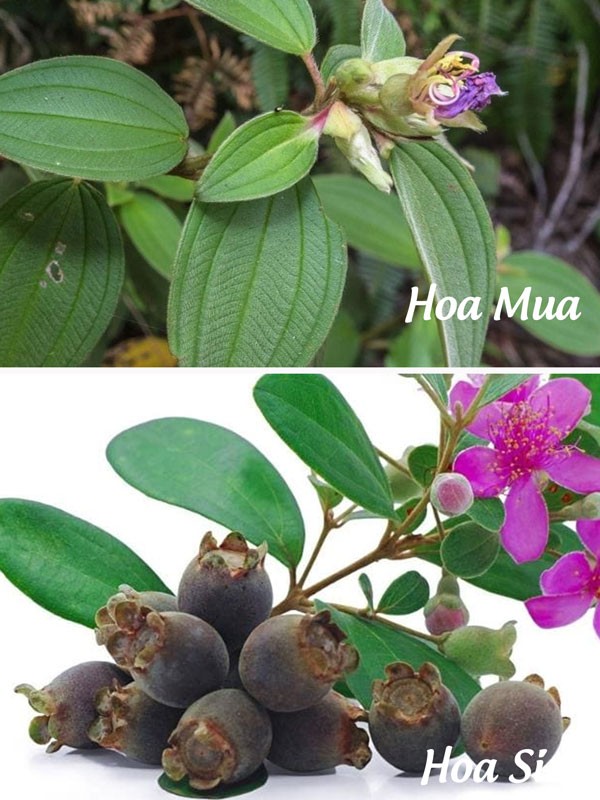 Đặc điểm nhận biết lá cây hoa mua và lá cây hoa sim