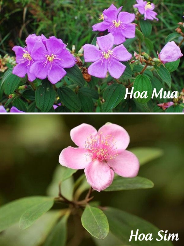 So sánh hình dáng tổng thể cây hoa sim rừng và cây hoa mua