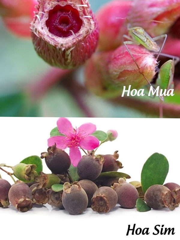 Quả cây hoa mua và quả cây hoa sim có gì khác biệt?