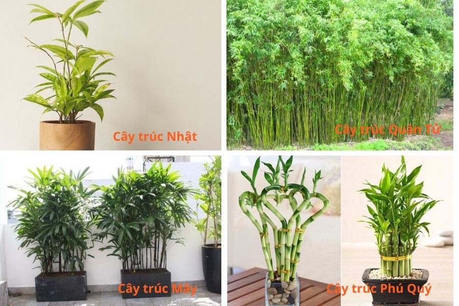 Các loại cây trúc phổ biến được trồng làm cảnh và trang trí
