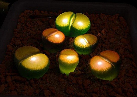 Vẻ ngoài độc đáo của cây đá sống