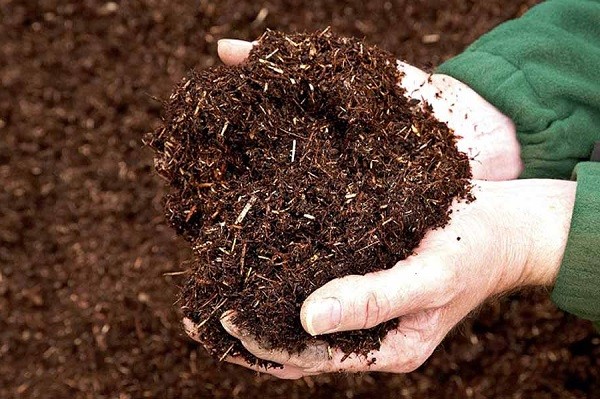 Phối trộn đất trồng cây chuối cảnh mini trong chậu