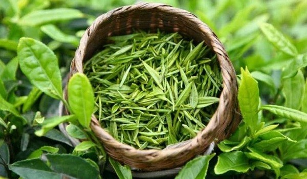 Sử dụng lá trà tươi gói lại để hút ẩm và khử mùi trong phòng ngủ