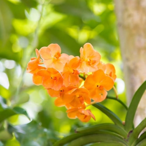 Kỹ thuật ghép lan Hỏa Hoàng Cam lên giá thể gỗ lũa
