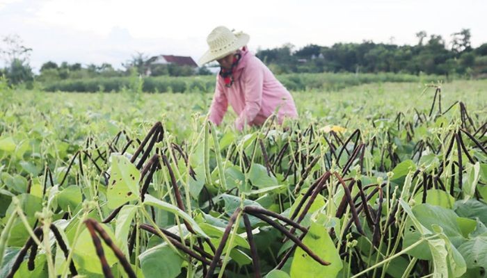 Biện pháp phòng trừ sâu bệnh cho đậu đỏ