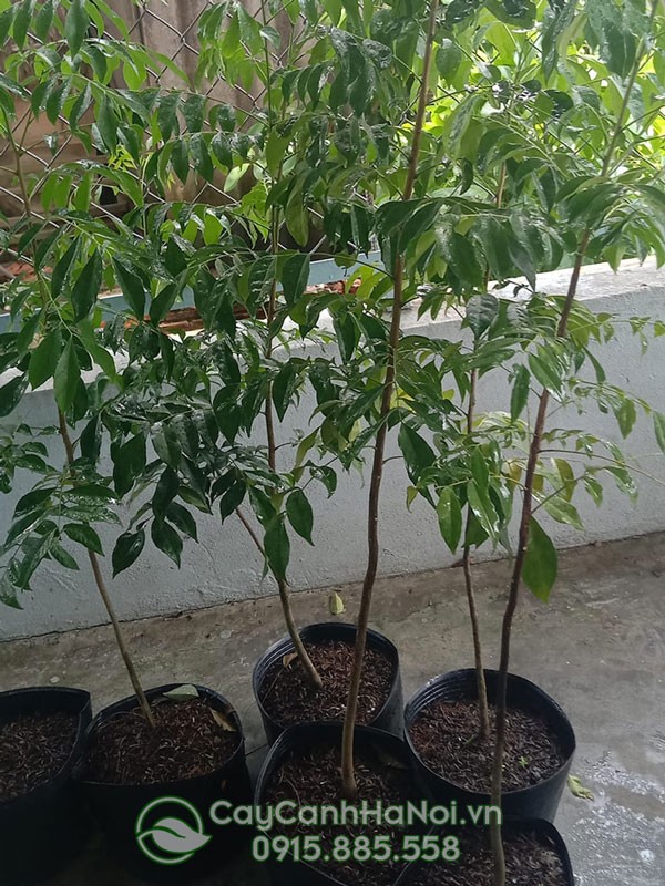 Phòng trừ sâu bệnh hại cho cây mắc mật