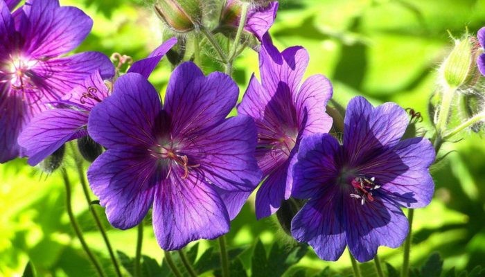 Phòng bệnh đúng cách giúp hoa violet phát triển tốt