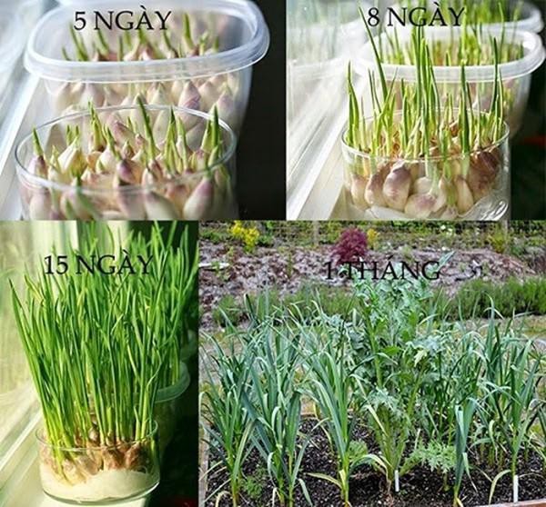 Mầm tỏi phát triển trong chai nhựa đặt ở nơi có ánh sáng