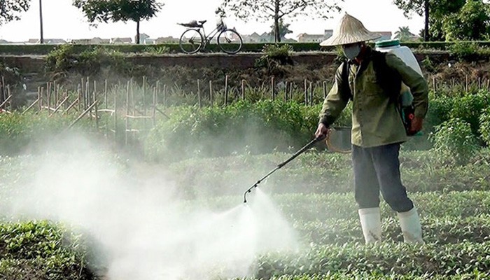 Sử dụng thuốc bảo vệ thực vật an toàn để kiểm soát sâu bệnh cho rau cải cúc