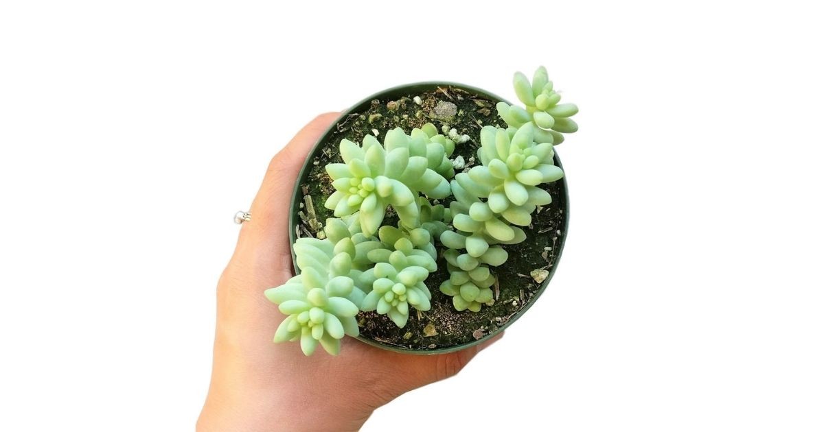 Nhân giống sen đá chuỗi ngọc bi bằng phương pháp tách cành