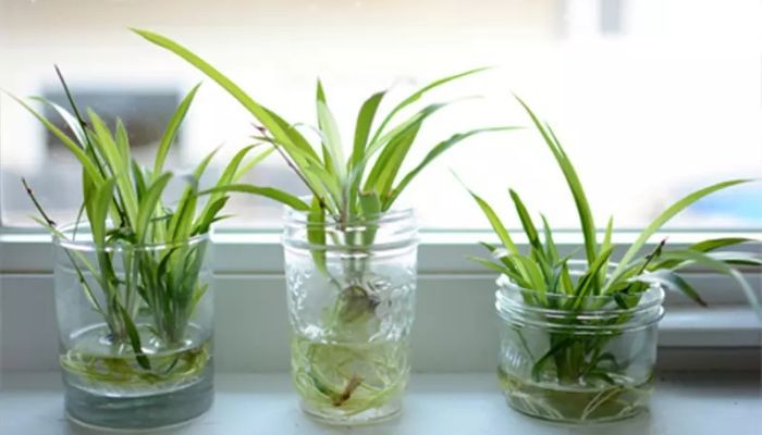 Phương pháp trồng lá dứa theo kiểu thủy canh