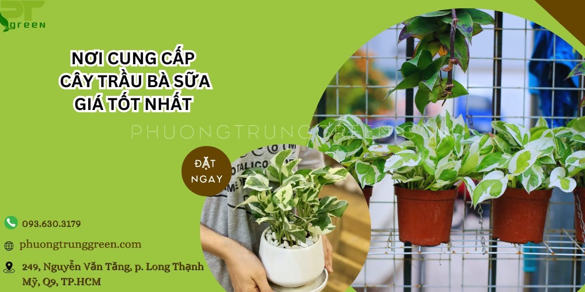 Nơi cung cấp cây trầu bà sữa giống chất lượng, gợi ý địa chỉ mua
