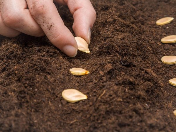 Chuẩn bị đất và bón phân hữu cơ trước khi gieo hạt ngô