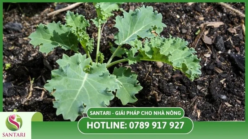 Đất tơi xốp phù hợp để trồng cây rau cải Kale