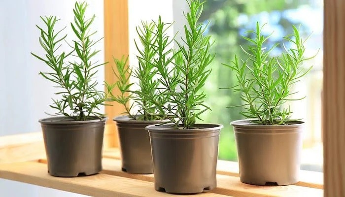 Cây hương thảo lá kim, loại cây đuổi muỗi hiệu quả cho phòng ngủ