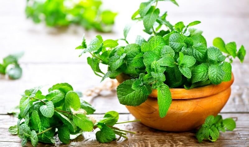 Chậu cây bạc hà xanh tốt, giải pháp đuổi muỗi tự nhiên trong phòng ngủ
