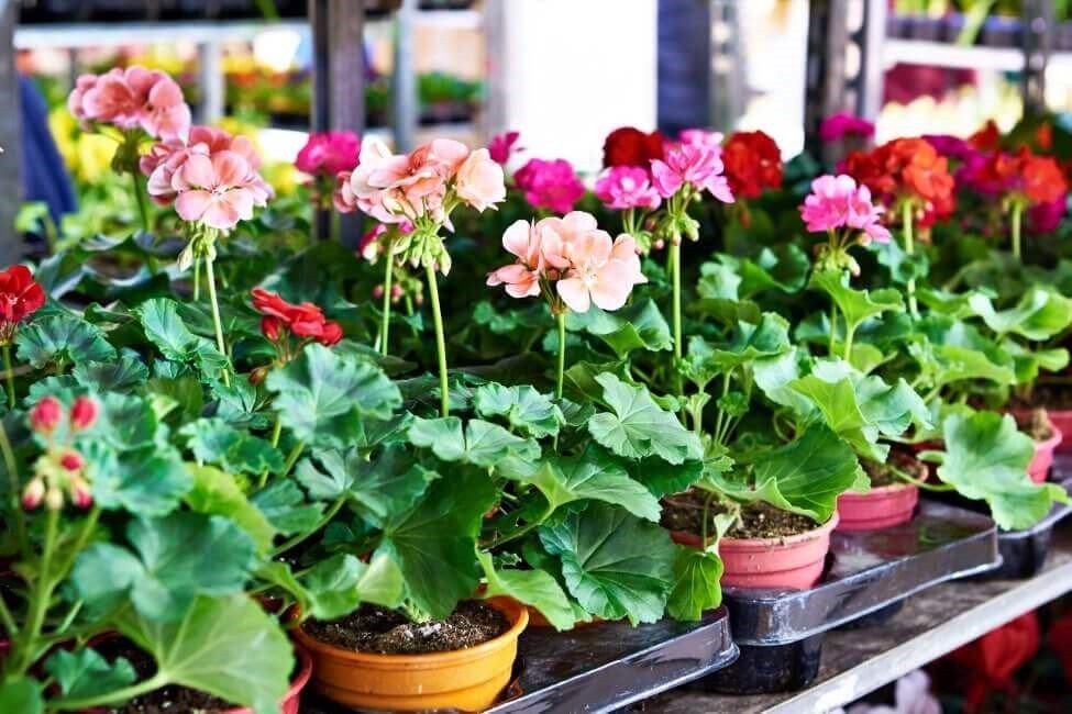 Cây phong lữ với hoa nhiều màu sắc, vừa đẹp vừa giúp đuổi muỗi trong phòng ngủ