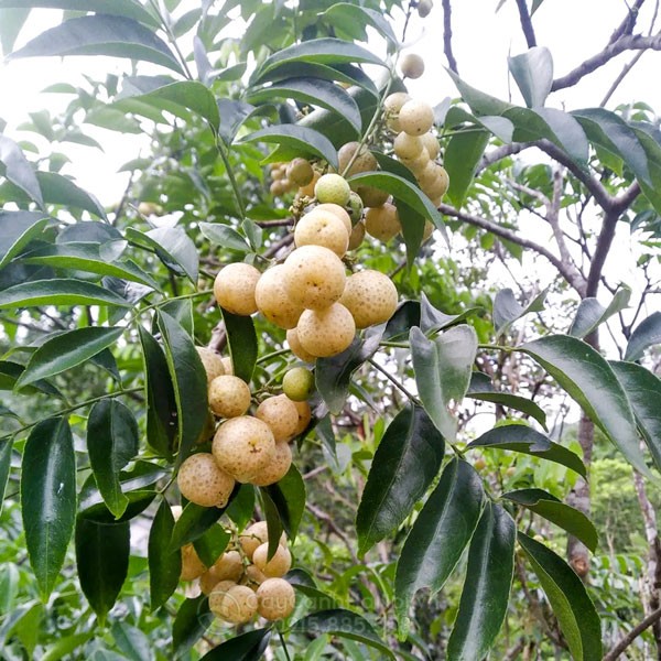 Quả mắc mật tươi và hạt