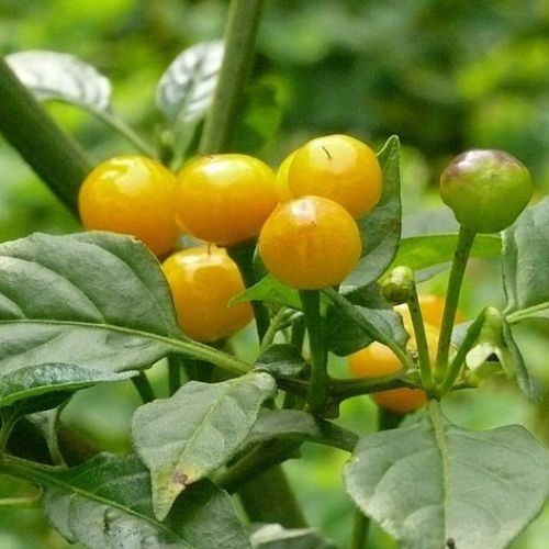 Hình ảnh quả ớt Peru (Charapita) chín màu vàng và đỏ